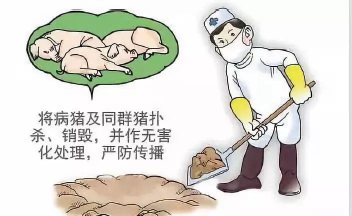 最新的猪流感病毒，理解、预防与应对措施